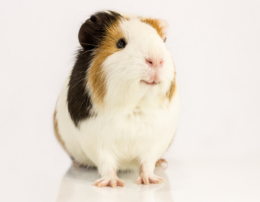 How Do I Do A Test Order on Shopify?